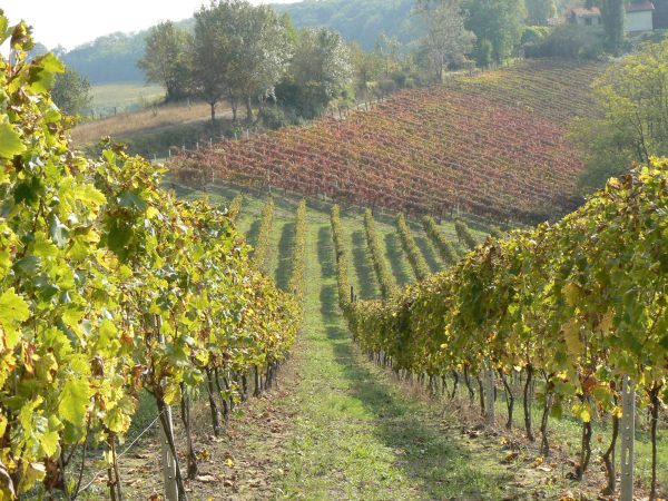 15.-18.11.2025. / Gardēžu brīvdienas Pjemontā: pilis, vīns un trifeļu medības